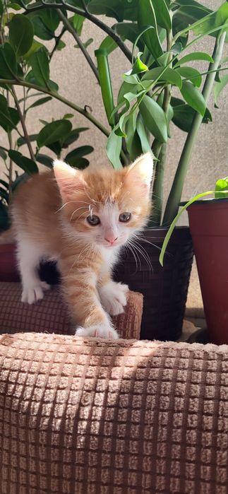 Домашний котёнок девочка (қыз бала мысык)