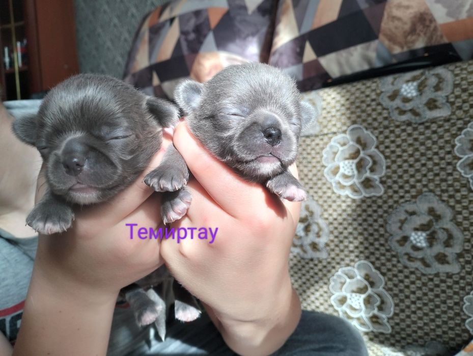 Вязка. Кобеля Чихуахуа