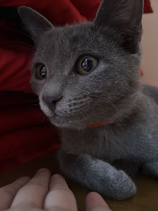 Кот бесплатно отдам