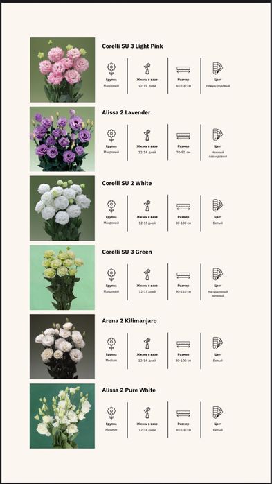 Продам рассаду лизиантуса (эустомы) Алматы