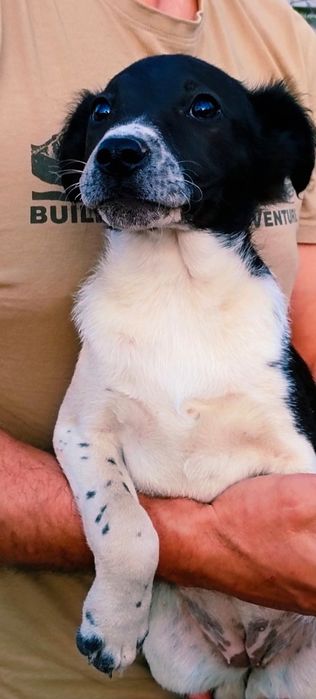 Отдам в хорошие руки щенков, девочки, 2 месяца