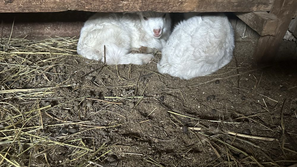 Продаю козу.С двумя козлятами