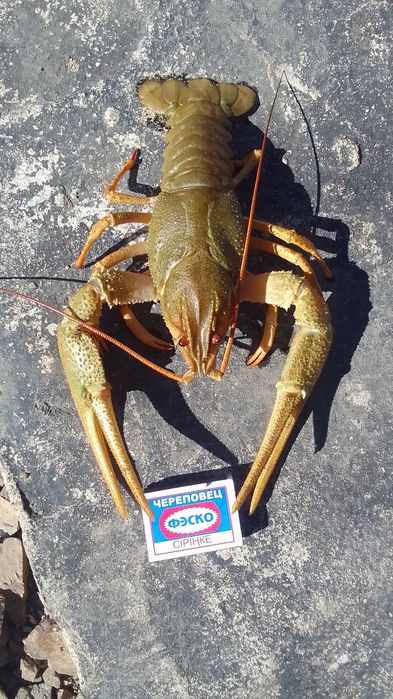 РаКи живые. Раки варёные.