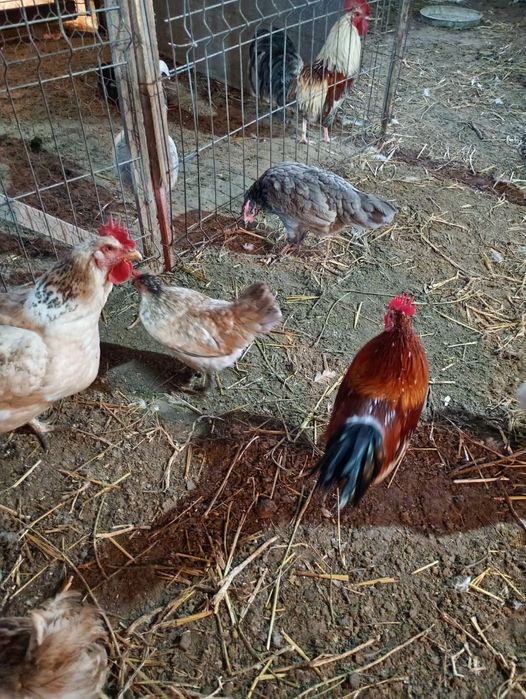 Cocoșei pitici 5 buc