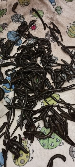 Zuluk пиявки продаётся Пиявки