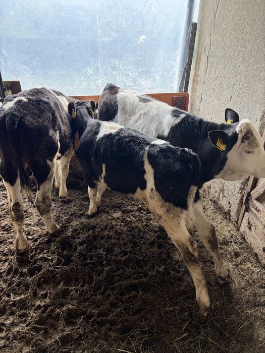 Vand 3 vitei baltati intarcati