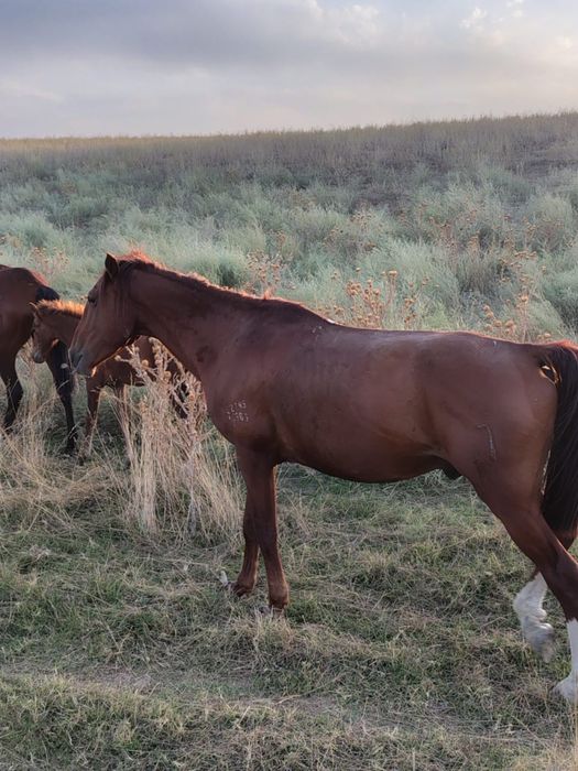 Бие,Айгыр Конь, Кобыла