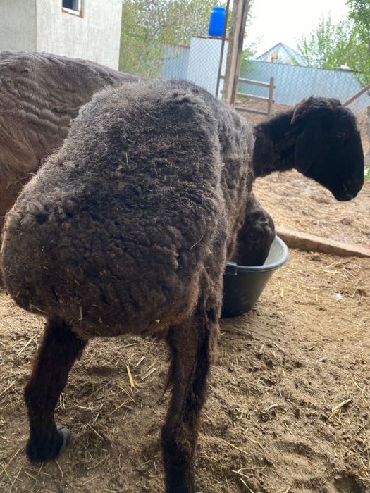 Кой уйдики.