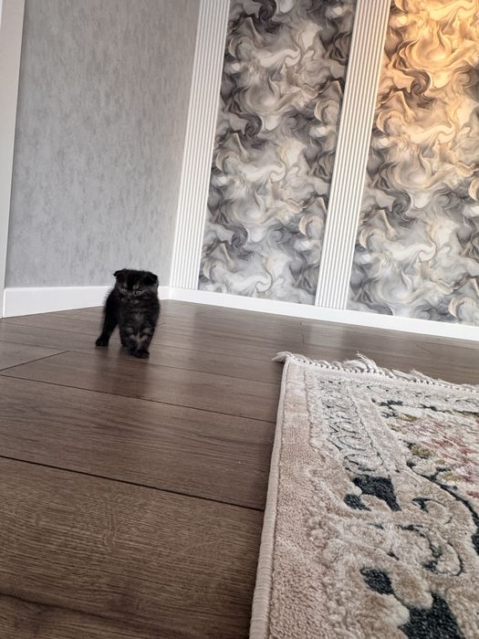 Продам котенок п