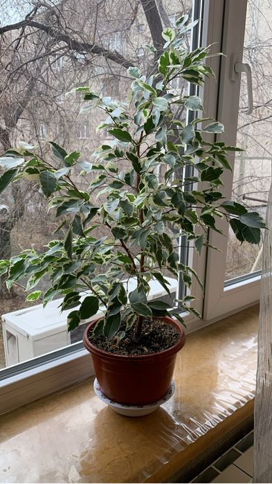 Продаю комнатные цветы