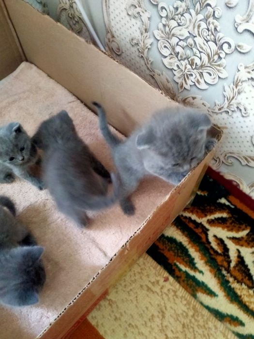 Скотч фолд веслоуха и страйк