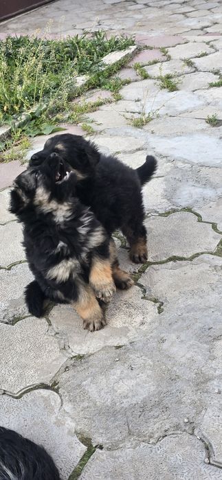 Продам щенков немецкой овчарки