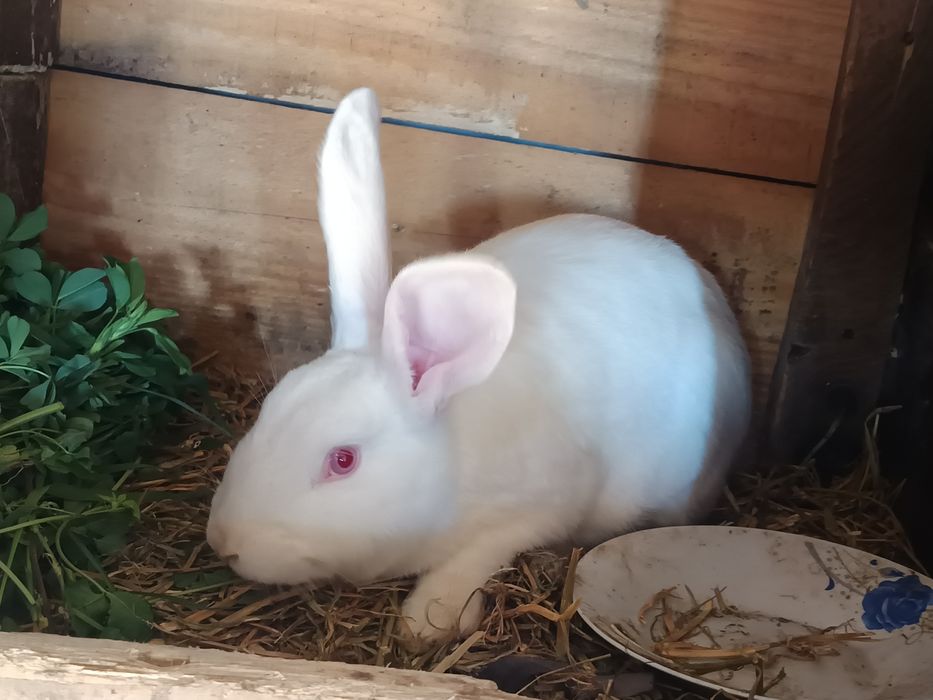 Vând iepurași ....