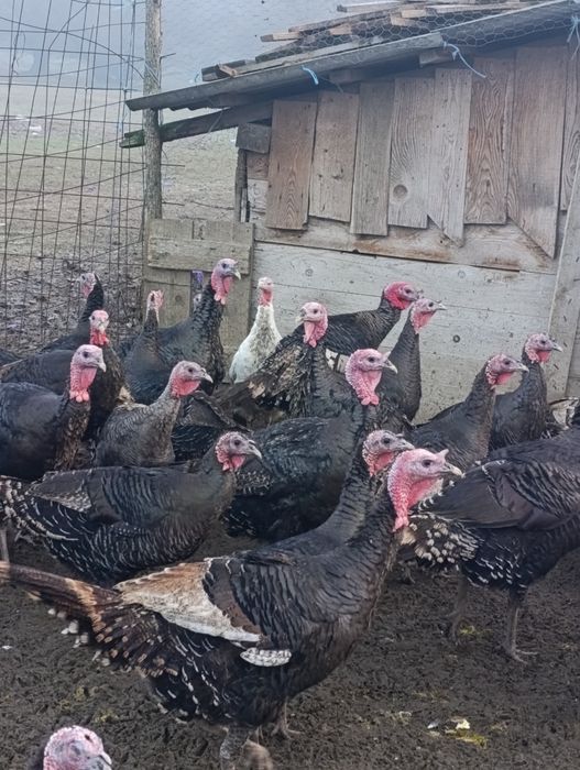 Vând curci i de casă