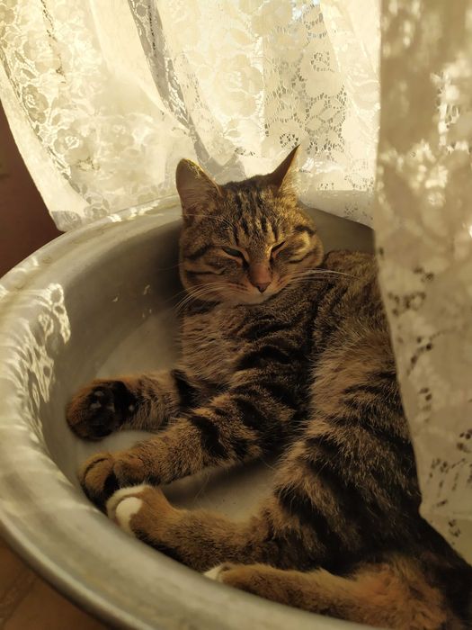 Потерялся кот мусик п заречный костанай