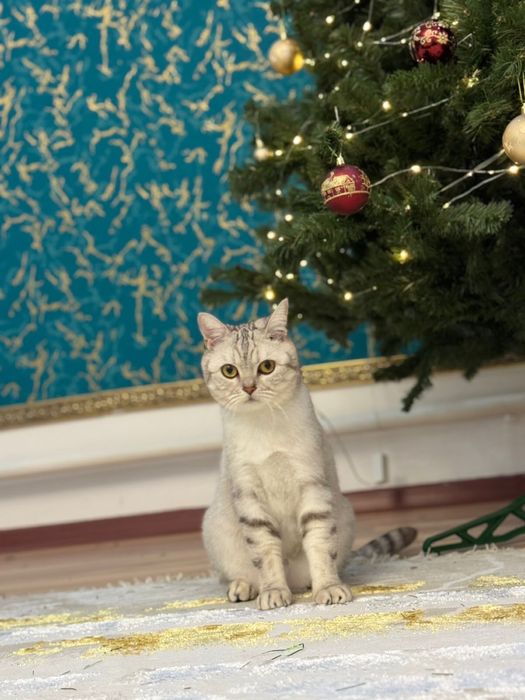 Шотландский кот скоттиш страйт