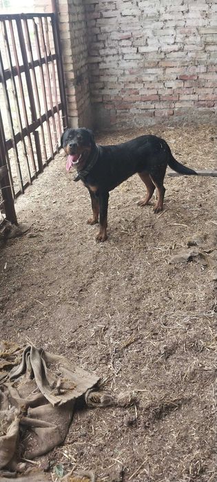 Rottweiler caboki