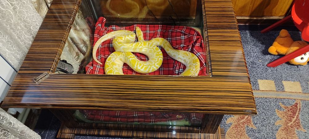 Тигровый питон с террариумом