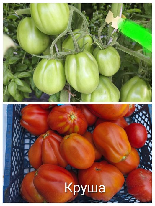 Семена от стари селски нехибридни сортове домати,краставици и други