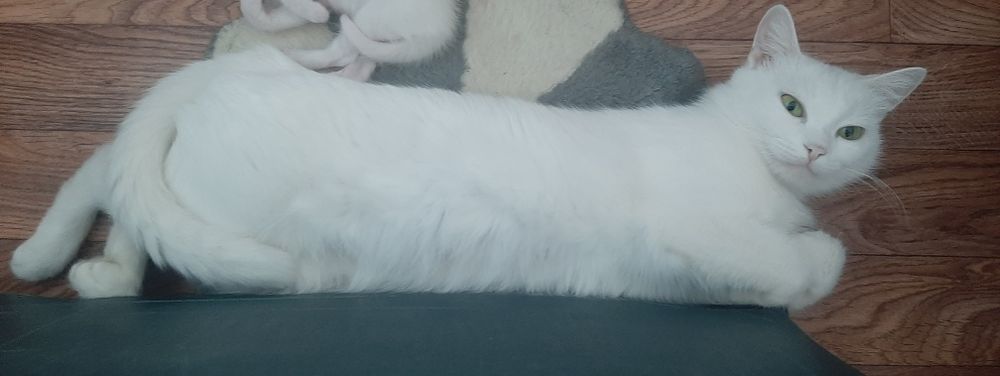 Кошка в хорошие руки!