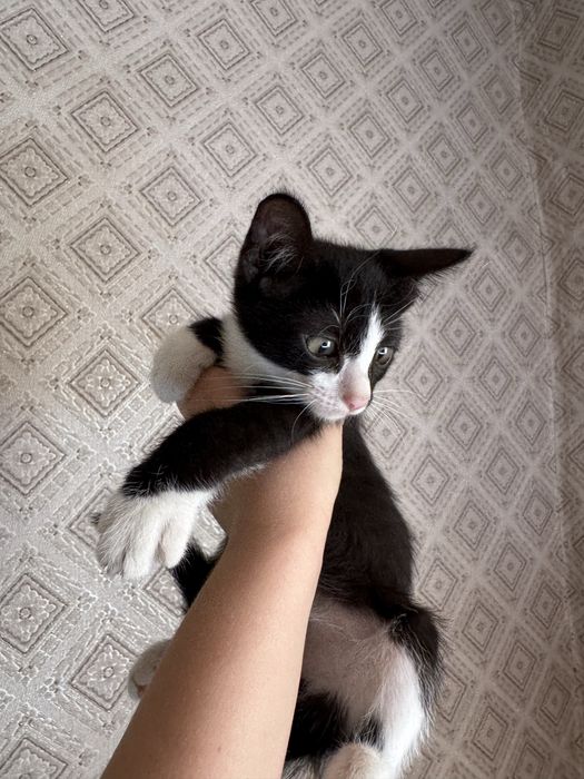 Отдам в заботлтвые руки