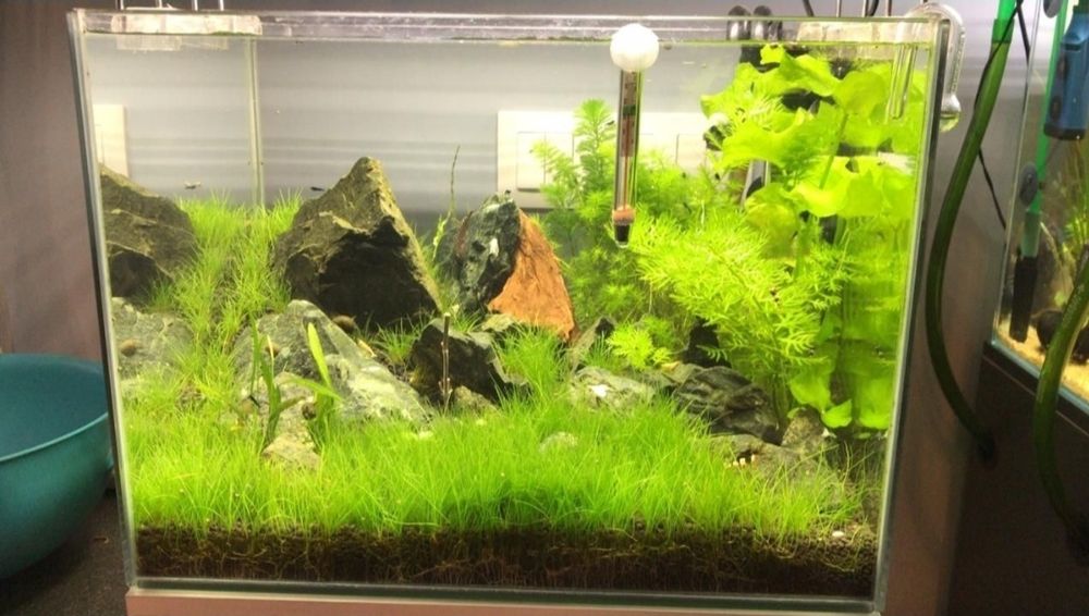 Аквариума,аквариум