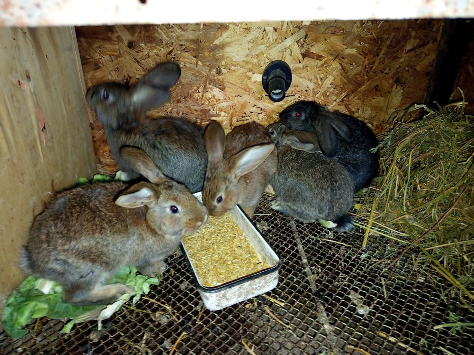 Продам курицу и кроликов