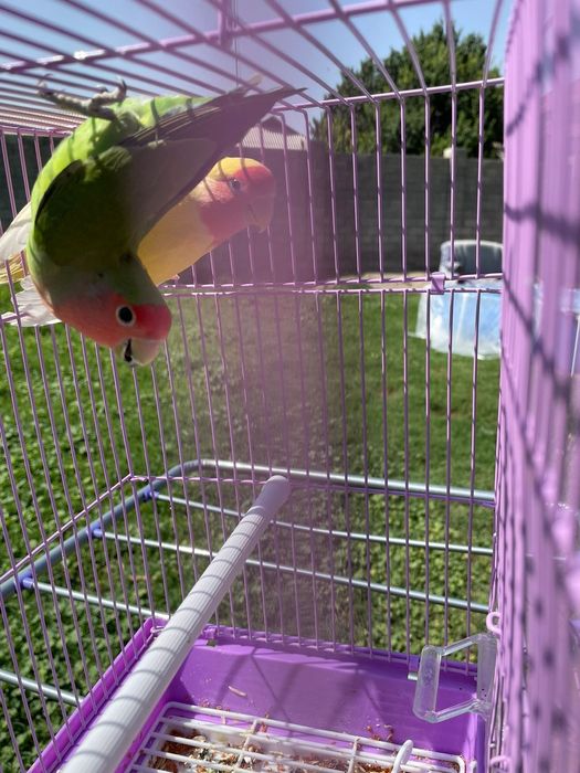 Продам пара попугай  папугай неразлучники