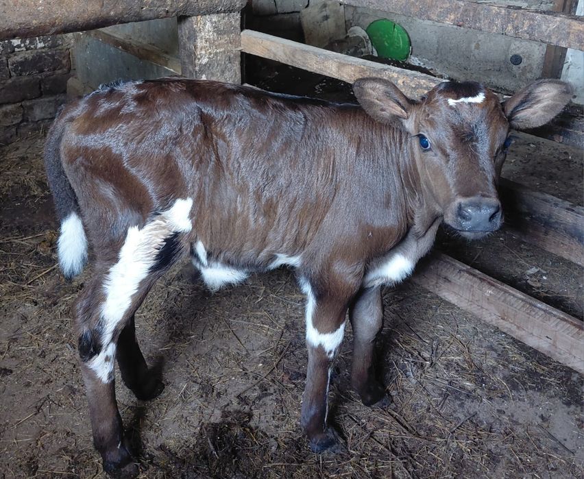 Продаеться бы чек недельний