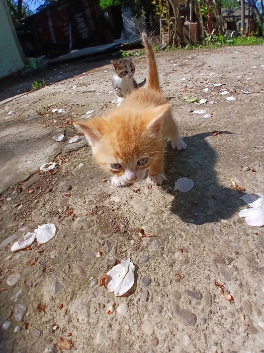 Adoptie pui de pisica