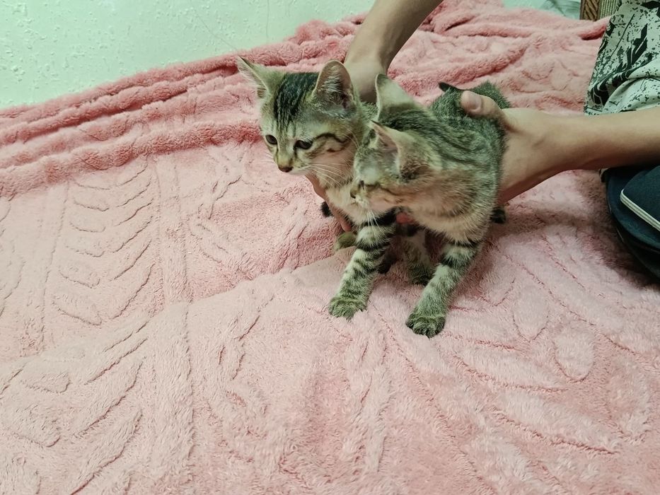 Котята котенок в добрые руки