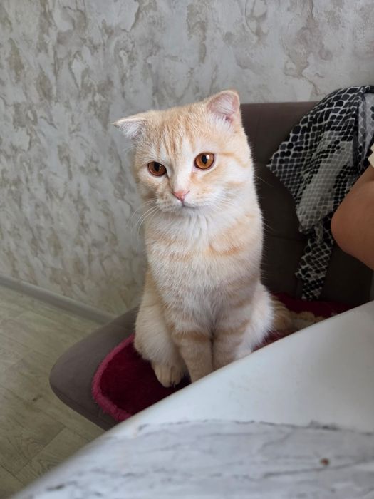 Отдам кота в добрые руки