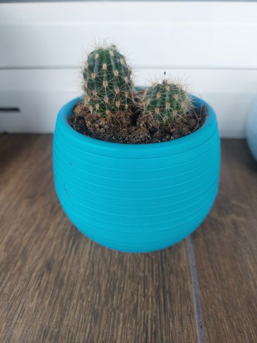 Малки кактуси (Echinopsis) лично предаване София Хиподрума
