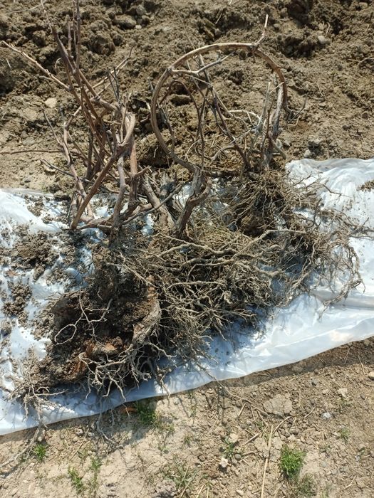 Виноград сотр столовый