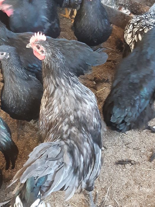 Cocoși de anul acesta