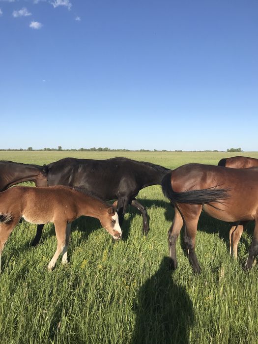 Продам кобылу жеребую