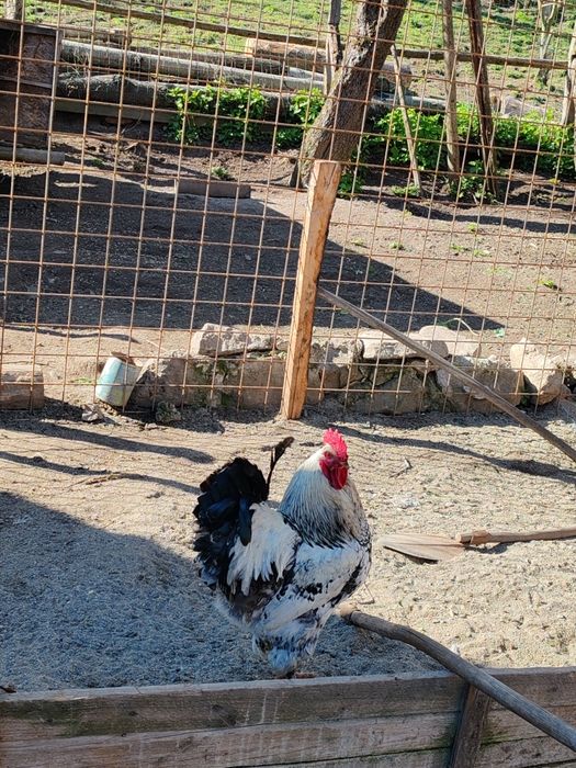 Vând cocoș adult