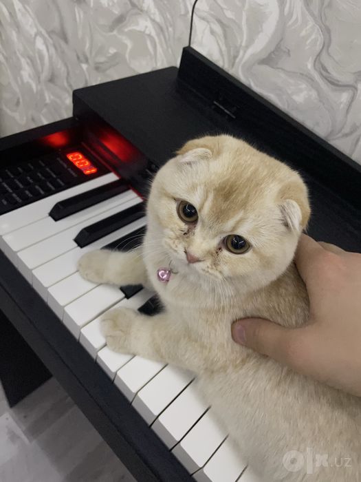 Scottish Fold Gold Qiz bola