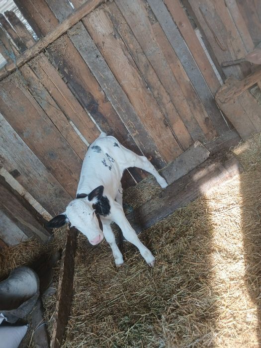 Tăurași de vânzare