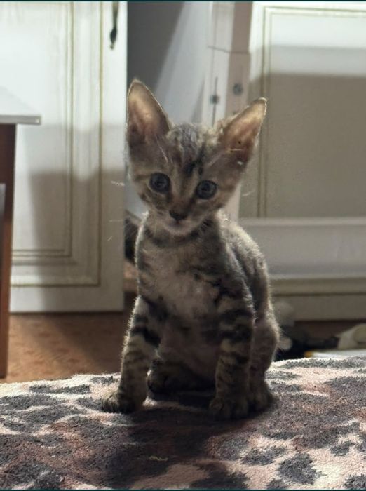 Продам котят сфинксов