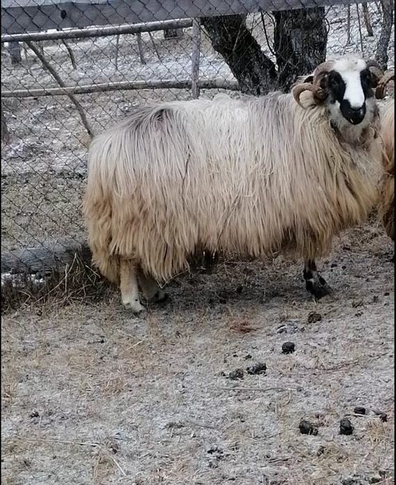 Mior de vânzare 1200 lei