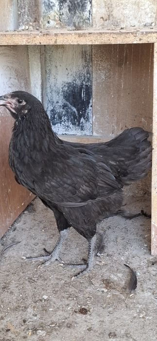 Vand puicuțe Australorp Negru