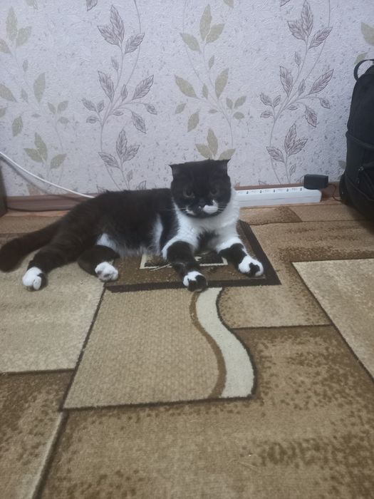 Отдам кота в хорошие руки