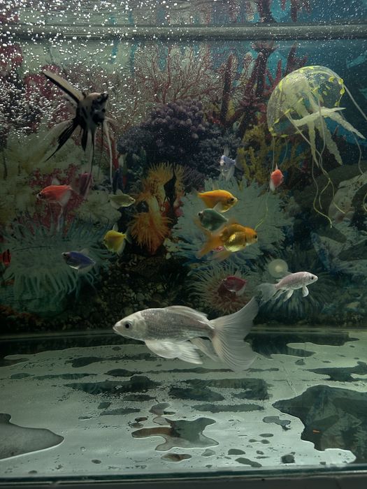Baliq Koi Platinum