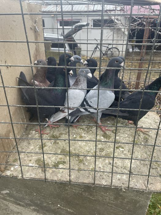 Vand porumbei germani