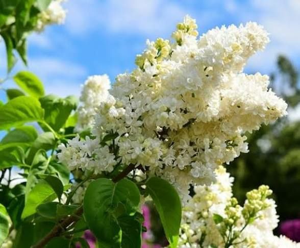 Vand hortensia la ghiveci  și lilieci la ghiveci