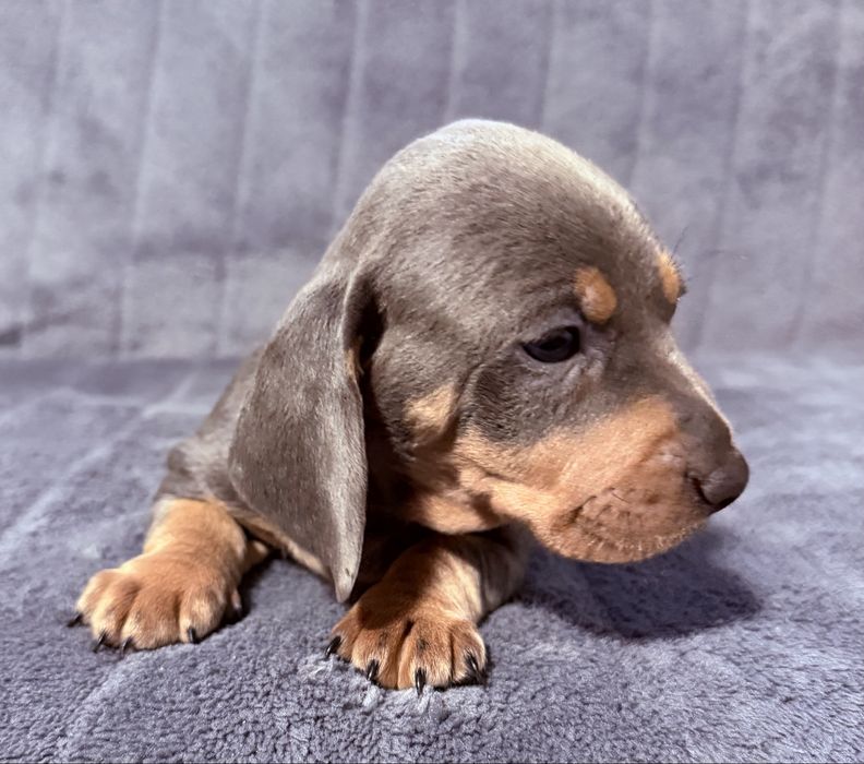 Teckel arlechin blue