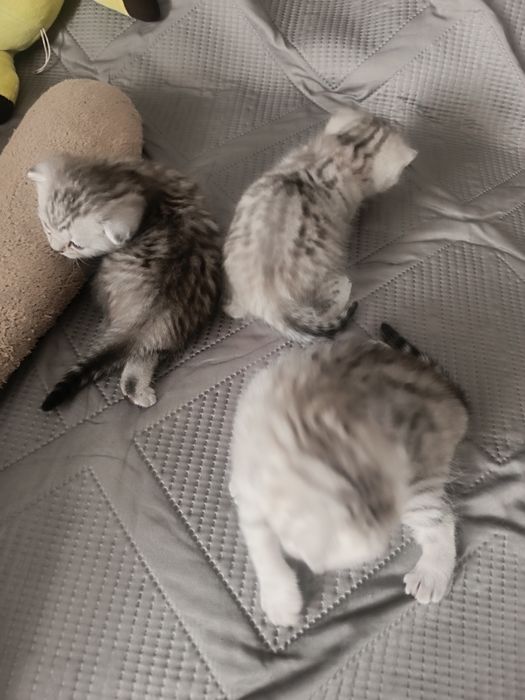 Шотландские котята.