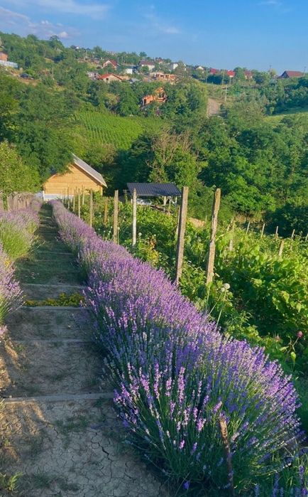 Brad Argintiu la vas de 5 litri