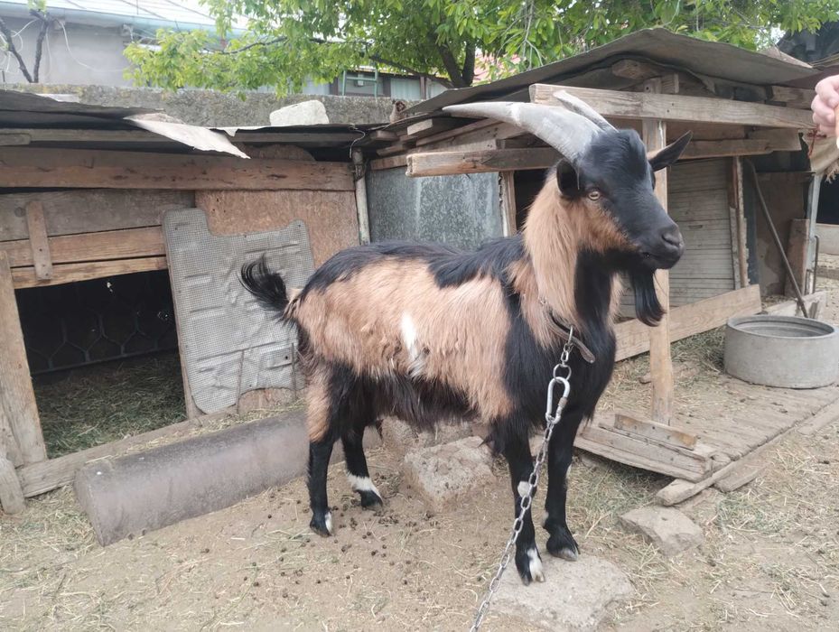 Vând țap alpin francez